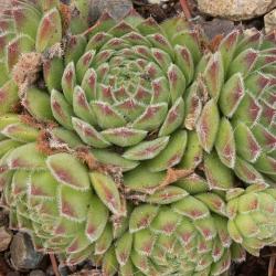 Sempervivum - Dachwurz - Hauswurz